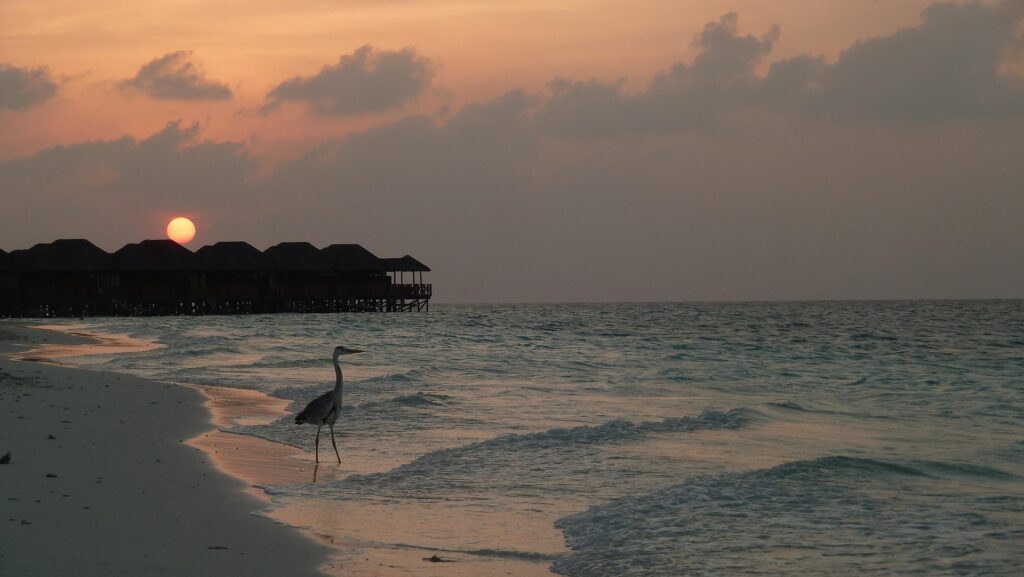 poddy heron 2087670 1920